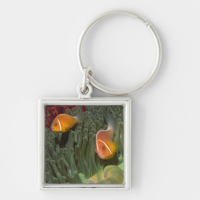Pink Anemonefish in Magnificant Sea Anemone Keychain (Front)