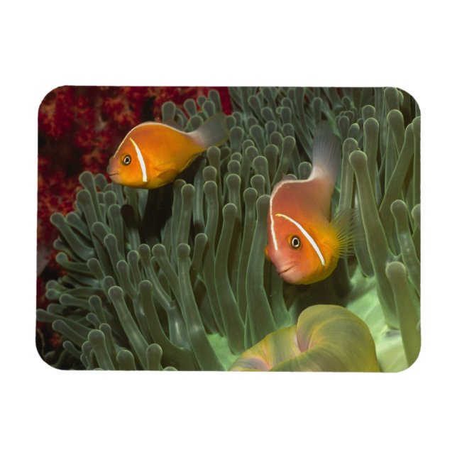 Pink Anemonefish in Magnificant Sea Anemone Magnet (Horizontal)