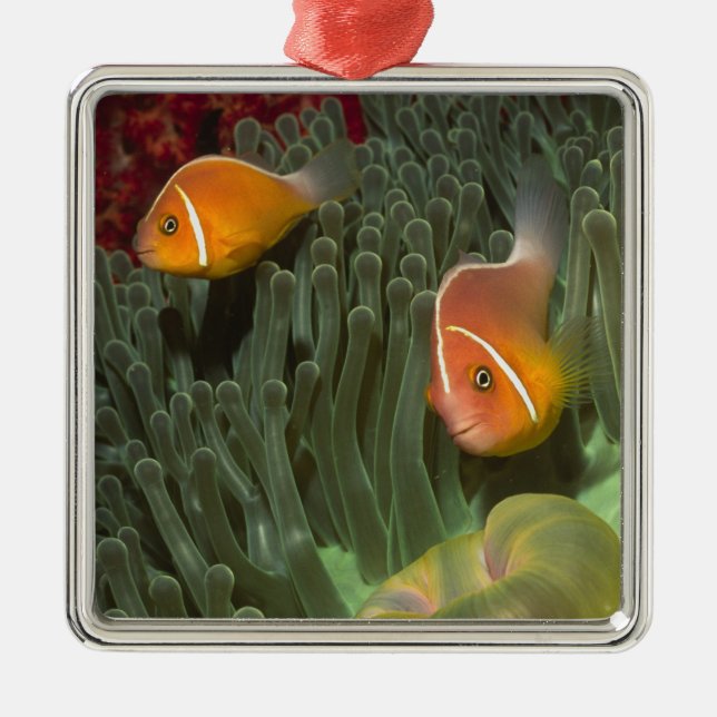 Pink Anemonefish in Magnificant Sea Anemone Metal Ornament (Front)