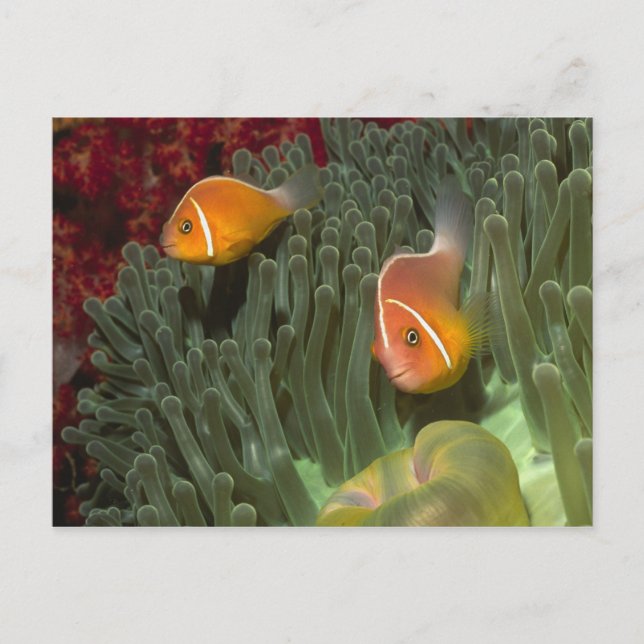 Pink Anemonefish in Magnificant Sea Anemone Postcard (Front)