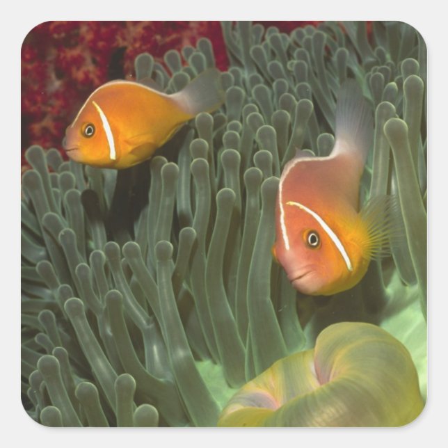 Pink Anemonefish in Magnificant Sea Anemone Square Sticker (Front)