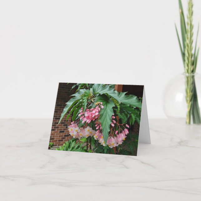 Pink angel wing begonias holiday card (Front)