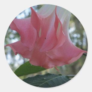 Pink Angels trumpet flower Classic Round Sticker