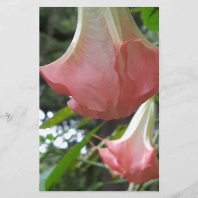 Pink Angels trumpet flowers (Front)
