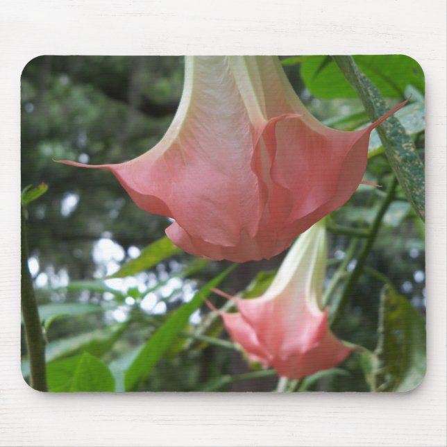 Pink Angels trumpet flowers Mouse Pad (Front)