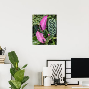 Pink Anthurium Blooms and Leafy Foliage Poster