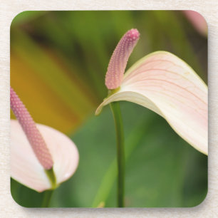 Pink Anthurium Flowers Kauai Hawaii Coaster