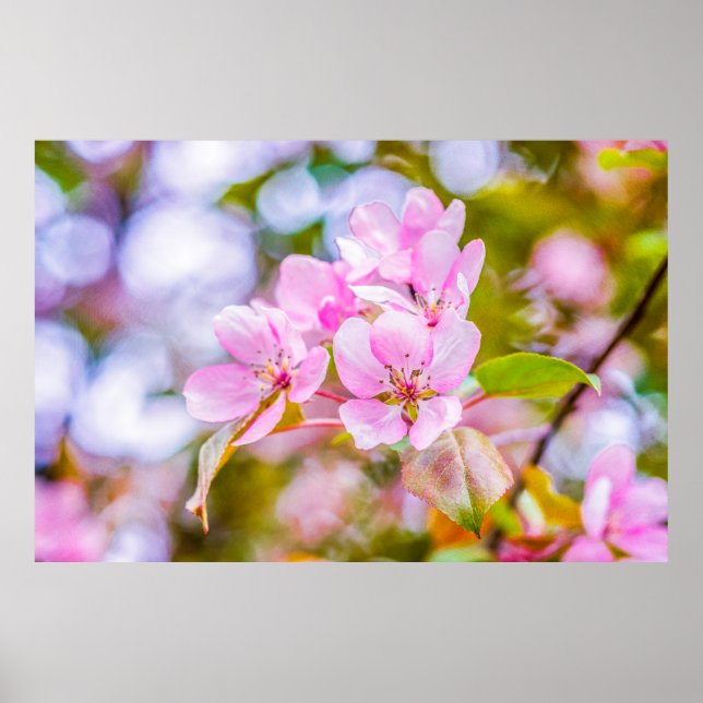 Pink Apple Blossom Poster (Front)