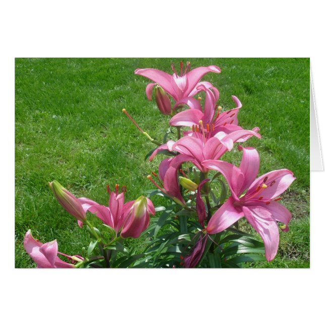 Pink Asiatic Lilies Card (Front Horizontal)