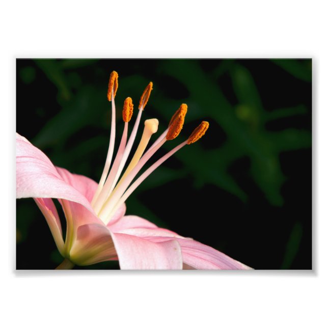 Pink Asiatic Lily Closeup Photo Print (Front)