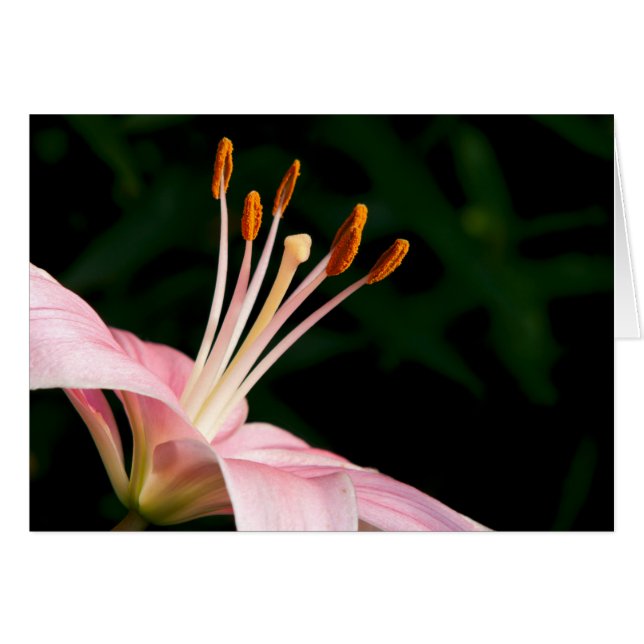 Pink Asiatic Lily Closeuse (Devant horizontal)