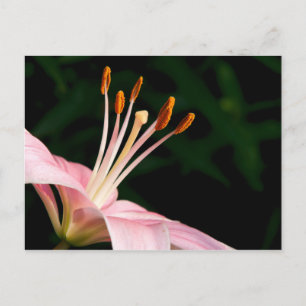 Pink Asiatic Lily Postcard