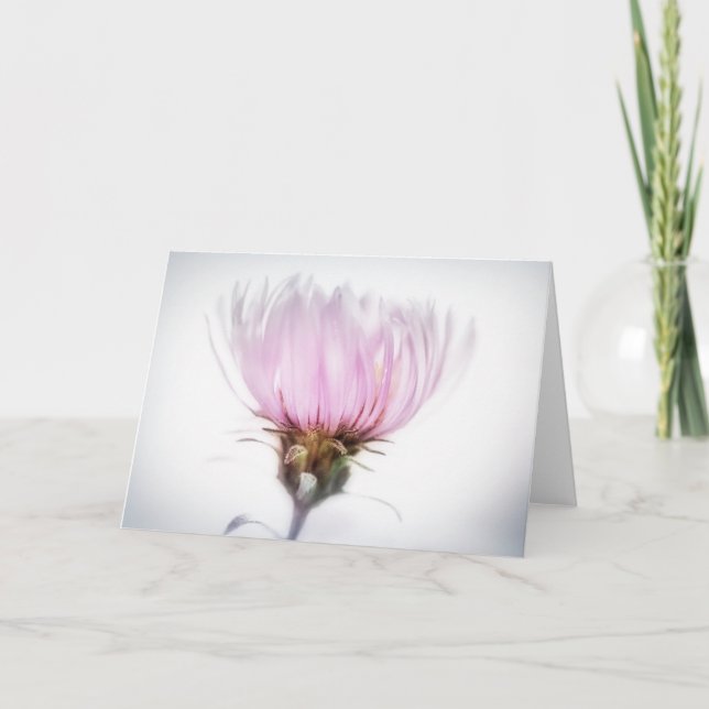 Pink Aster Flower Card (Front)