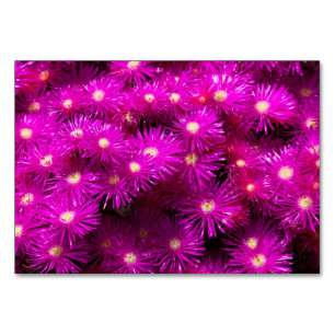 Pink Aster Flowers Table Number