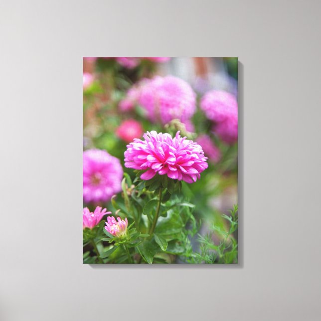 Pink Asters Flowers Canvas Print (Front)