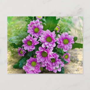 Pink asters postcard