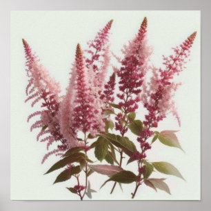 Pink Astilbe Flower Art Print Poster