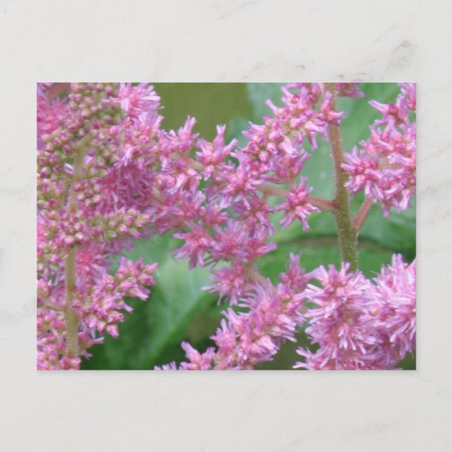 Pink Astilbe Flowers Postcard (Front)