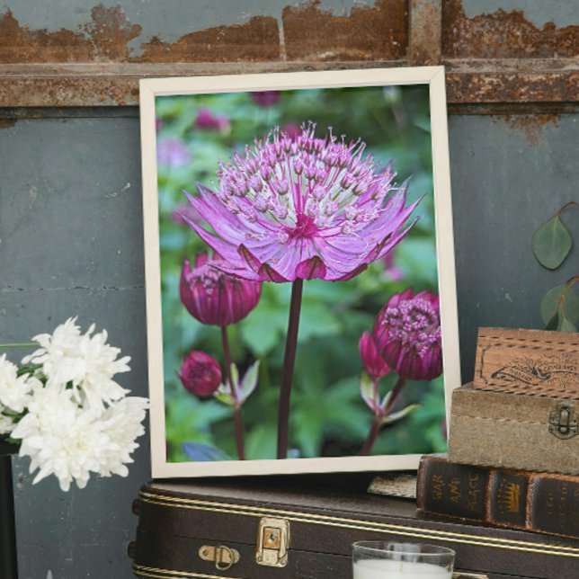 Pink Astrantia Bloom Floral Photo Print (In Situ)