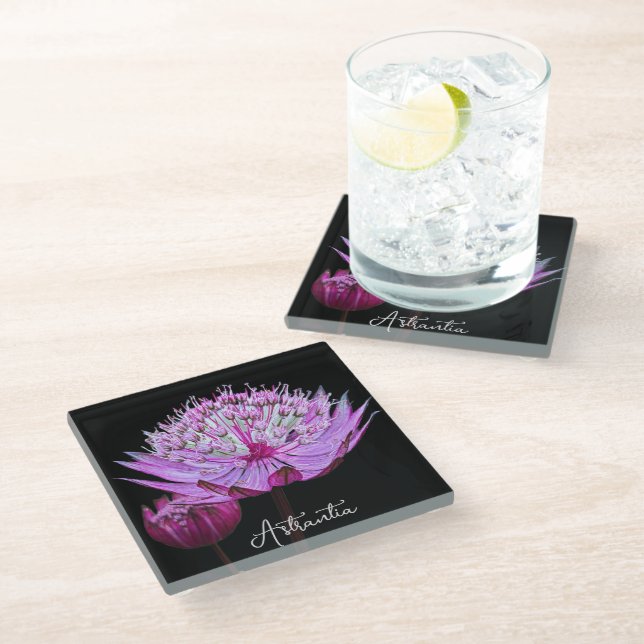 Pink Astrantia Flower on Black Floral Glass Coaster (Angled)