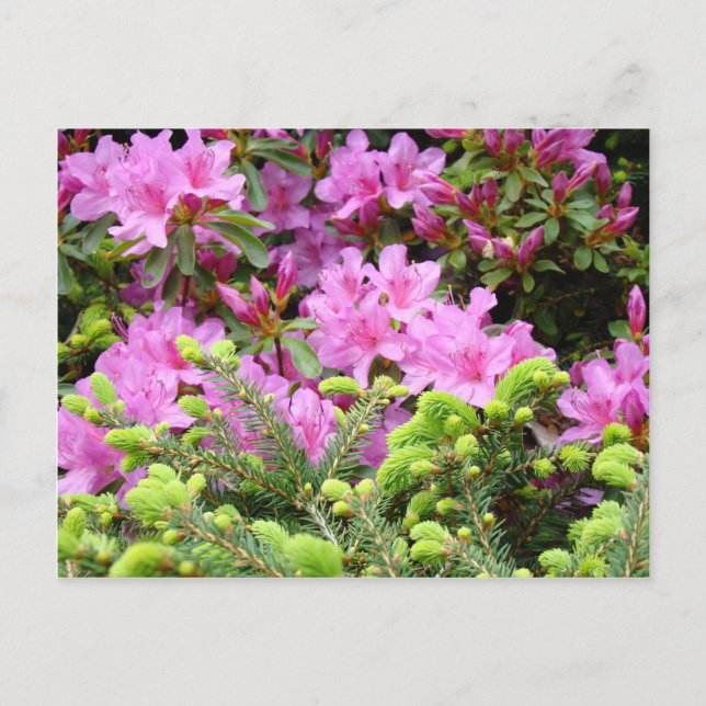 PINK AZALEA 30 FLEURS Cartes de pin Cadeaux Mugs (Devant)