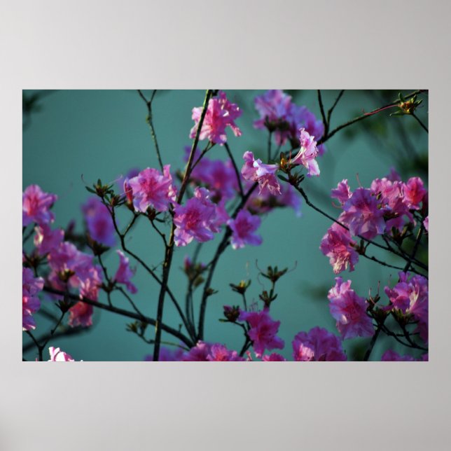 Pink Azalea and meaning Poster (Front)