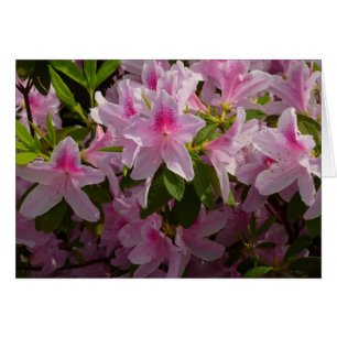 Pink Azalea Bush Spring Floral
