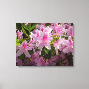 Pink Azalea Bush Spring Floral Canvas Print