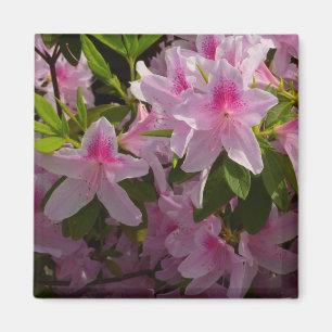 Pink Azalea Bush Spring Floral Magnet