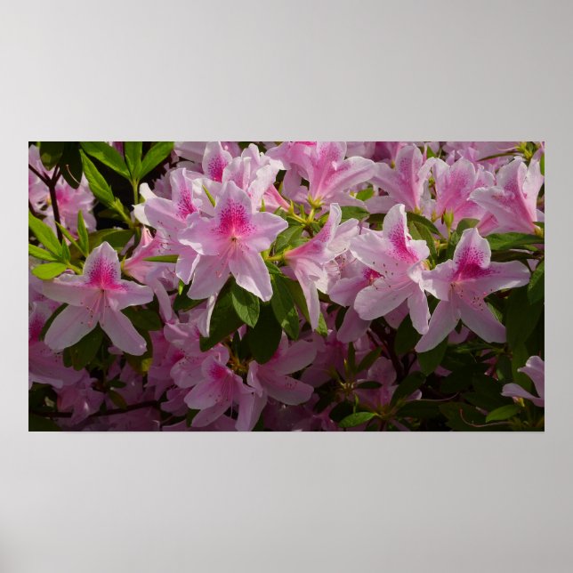 Pink Azalea Bush Spring Floral Poster (Front)