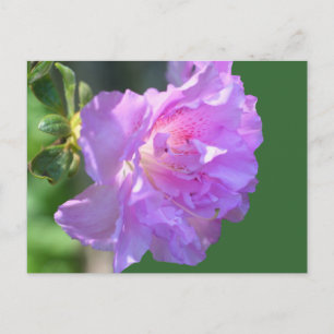 Pink Azalea Flower Photo Postcard