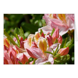 PINK AZALEA FLOWERS 6 Azaleas Cards Gifts Mugs