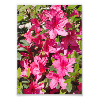 Pink azalea flowers photo print