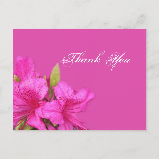 Pink azalea flowers thank you postcards (Front)
