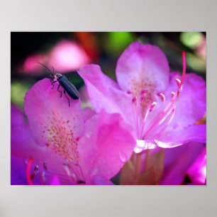 Pink Azalea Flowers Visiting Firefly Insect Poster