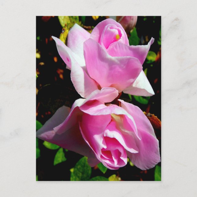 Pink Azalea Postcard (Front)