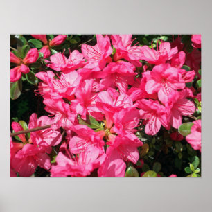 Pink Azalea Poster
