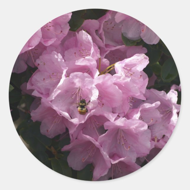 Pink Azaleas & Bee, Rhododendron Garden Flowers Classic Round Sticker (Front)
