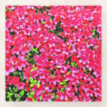 Pink Azaleas Glass Coaster