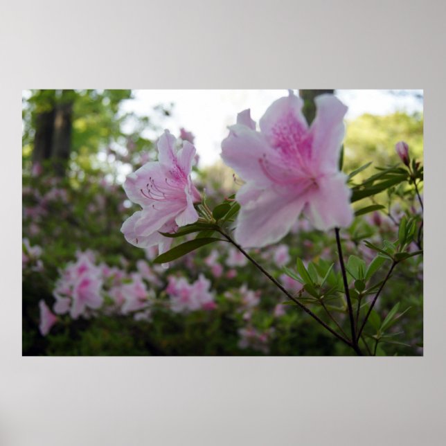 Pink Azaleas in Springtime Poster (Front)