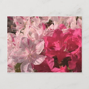 Pink Azaleas Postcard