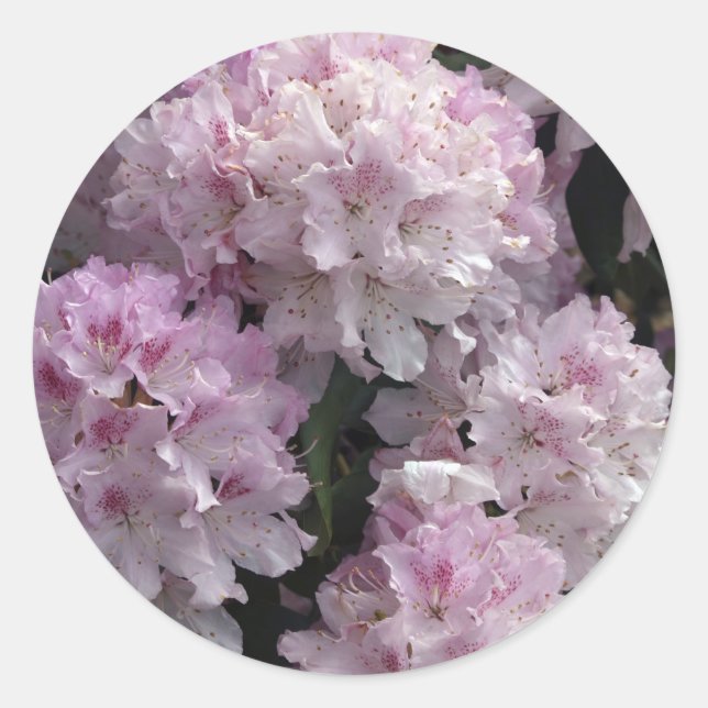 Pink Azaleas, Rhododendron Garden Flowers Classic Round Sticker (Front)