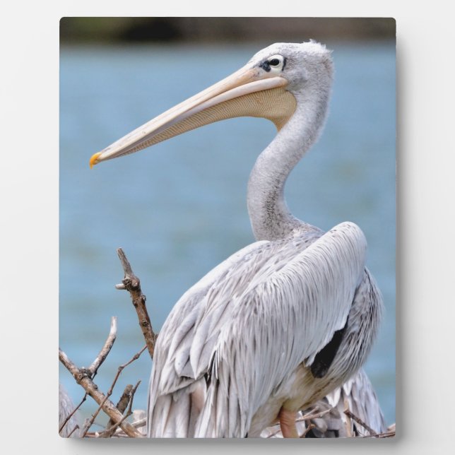 Pink-backed Pelicans Plaque (Front)