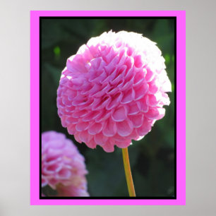 Pink Ball Flower Poster