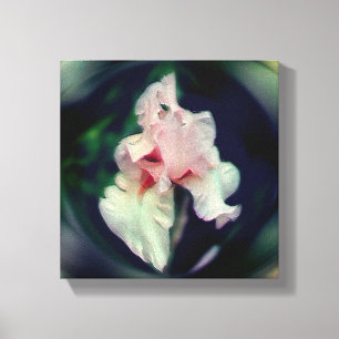 Pink Bearded Iris Flower Art Canvas Print