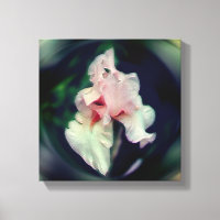 Pink Bearded Iris Flower Art
