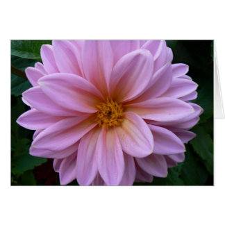 Pink Beauty