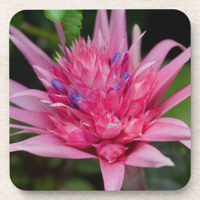 Pink Beauty Coaster (Front)