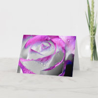 Pink Beauty Rose