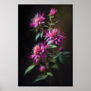 Pink Bee Balm Art Imprimer Poster